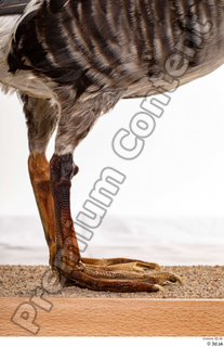 Greater white-fronted goose Anser albifrons leg 0013.jpg